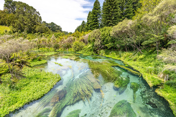 Blue Spring Putaruru, New Zealand