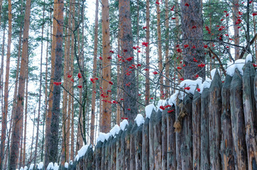 Fence made of vertical logs.Wooden fence