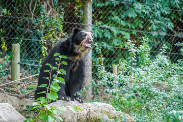 Obraz na płótnie Canvas Adult Spectacled bear Vienna zoo, Austria,