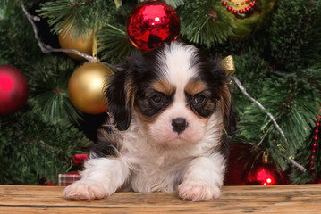 Cute cavalier king charles spaniel