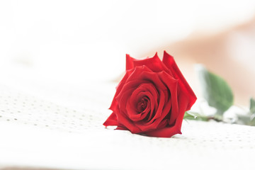 Red rose on white background as symbol of love on valentine's Day