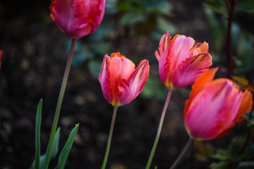 Naklejka premium piękne naturalne tulipany z bliska