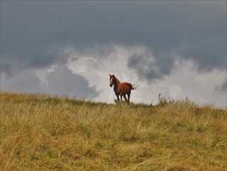 Fototapeta premium horse on meadow