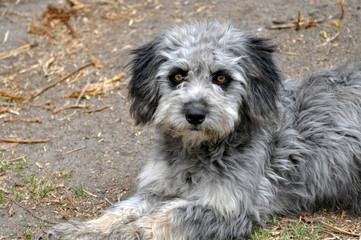Streunender Hund auf Weg