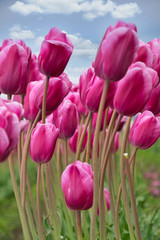 Obraz premium 2020-01-13 TULIPS SWAYING IN THE WIND IN SKAGIT VALLEY