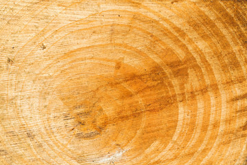 Naklejka premium selective focus of a round cut wood for texture and background