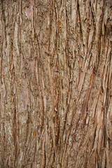 rough brown tree bark background