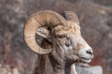Bighorn sheep