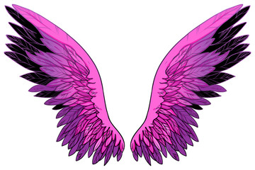 Spreaded pink magenta fuchsia wings with black feathers, vector
