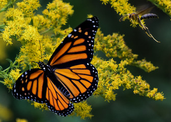 Monarch Butterfly on Yellow Goldenrod Flowers with Yellow Jacket Flying By