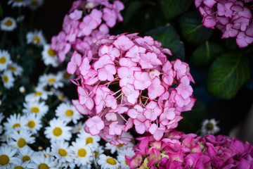 hydrangea flower close up view