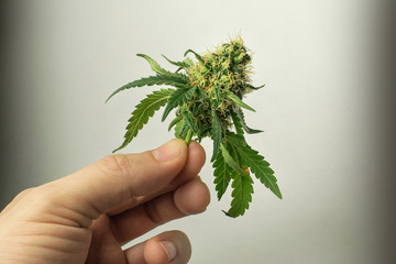 Hand holding ripe green marijuana cannabis hemp head