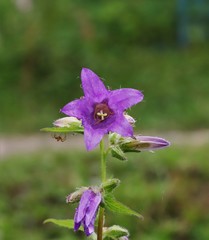 purple flower in garden