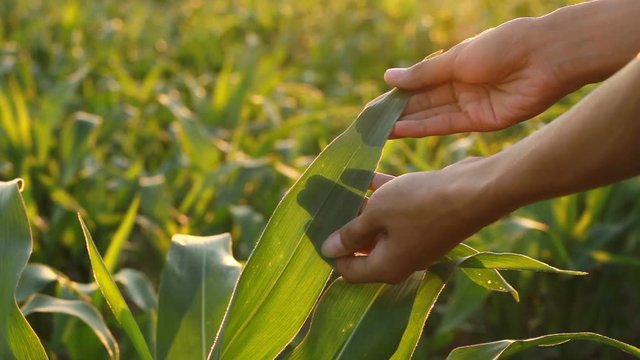 Biochemist examing corn leaves at outdoor farm.