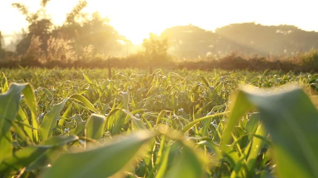 Green leaves of corn with sunlight at farm