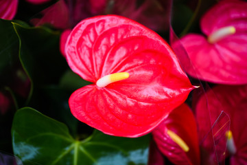 anthurium flower close up view