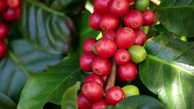Fresh organic red raw and ripe coffee cherry beans on tree swaying in wind close up, agriculture plantation in North of Thailand.