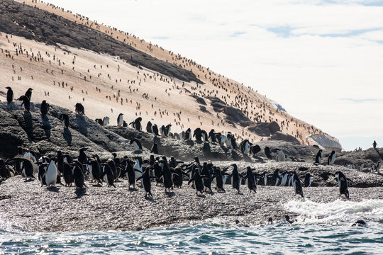 Adele Penguin Colony, Danger Islands, Antarctica