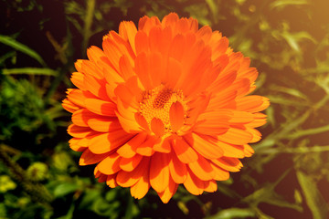 Flower with leaves Calendula, garden or English marigold on blurred green background. Close up of Medicinal Calendula herb.