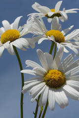 daisies on background of blue sky