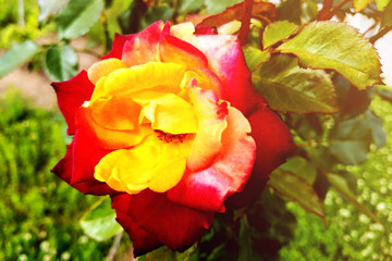 A yellow rose with red tips boldly contrasts in the garden.