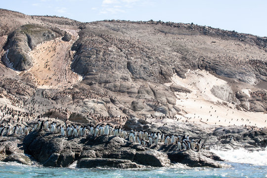 Adele Penguin Colony, Danger Islands, Antarctica