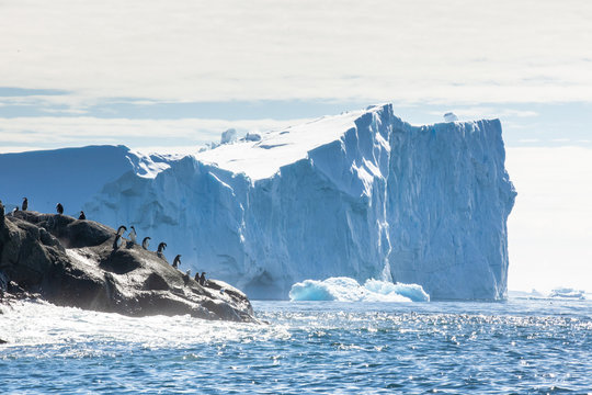 Adele Penguin Colony, Danger Islands, Antarctica