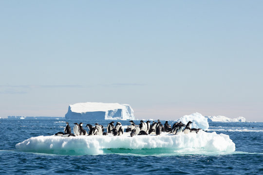 Adele Penguins on Ice, Danger Islands, Antarctica