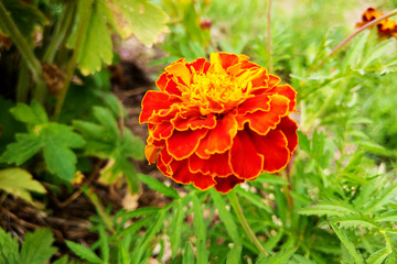 Marigold red of the family Asteraceae, or Compositae family.