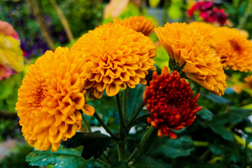 Close up yellow marigold in mome garden with nature vivid color.