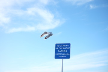 Seagull in the sky