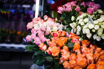 natural roses close up view