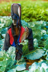 Garden scarecrow on a plantation with green cabbage.