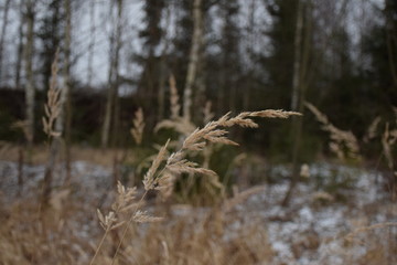 grass in winter forest