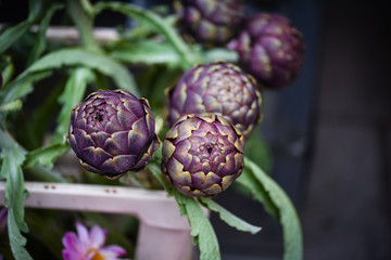 Fototapeta premium fresh natural artichoke flower close up