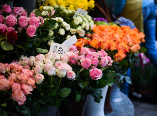 natural roses close up view