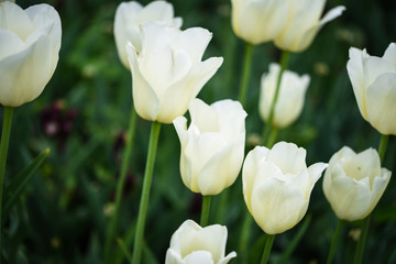 natural white tulips close up view
