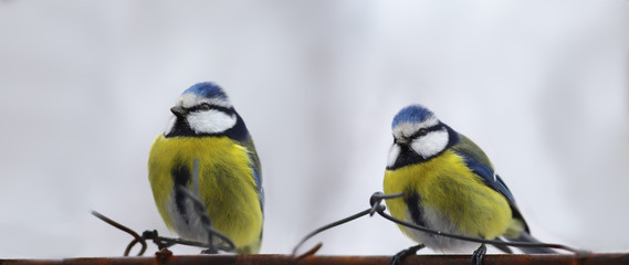 Obraz premium A pair cold blue Tits on the fence