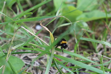  Wasp Macro