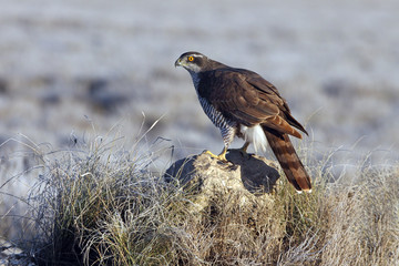 Two years old Northern goshawk early morning, birds, falcons, Accipiter gentilis