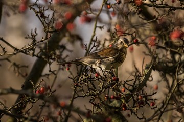 Wacholderdrossel  (Turdus pilaris) auf einem Baum 