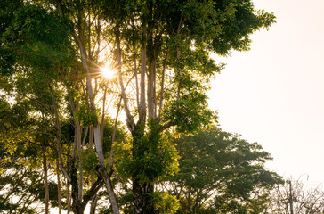Green Natural Tree Forest illuminated by Sunbeams through