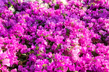 Pink and white Bougainvillea Flower or paper flower Background.