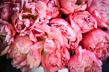 beautiful natural pink peonies close up