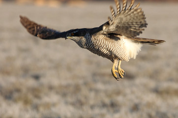 Tree years old Northern goshawk flying with the first lights of the day, hawk, falcons, raptors, Accipiter gentilis