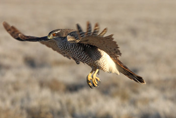 Tree years old Northern goshawk flying with the first lights of the day, hawk, falcons, raptors, Accipiter gentilis