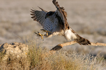 Two years old Northern goshawk flying eary morning, birds, hawk, falcons, Accipiter gentilis