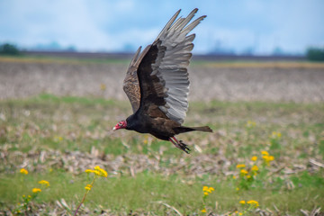 Turkey Vulture Taking off From Ground
