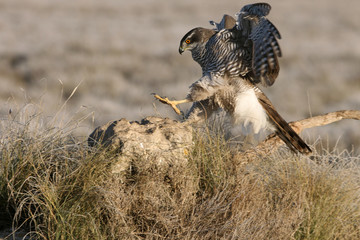 Two years old Northern goshawk with the first lights of a frosty morning, falcons, birds, raptors, Accipiter gentilis