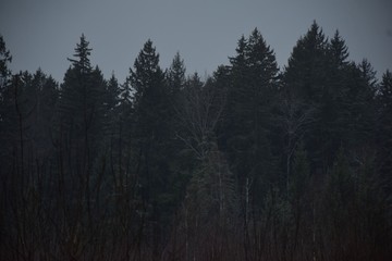 forest